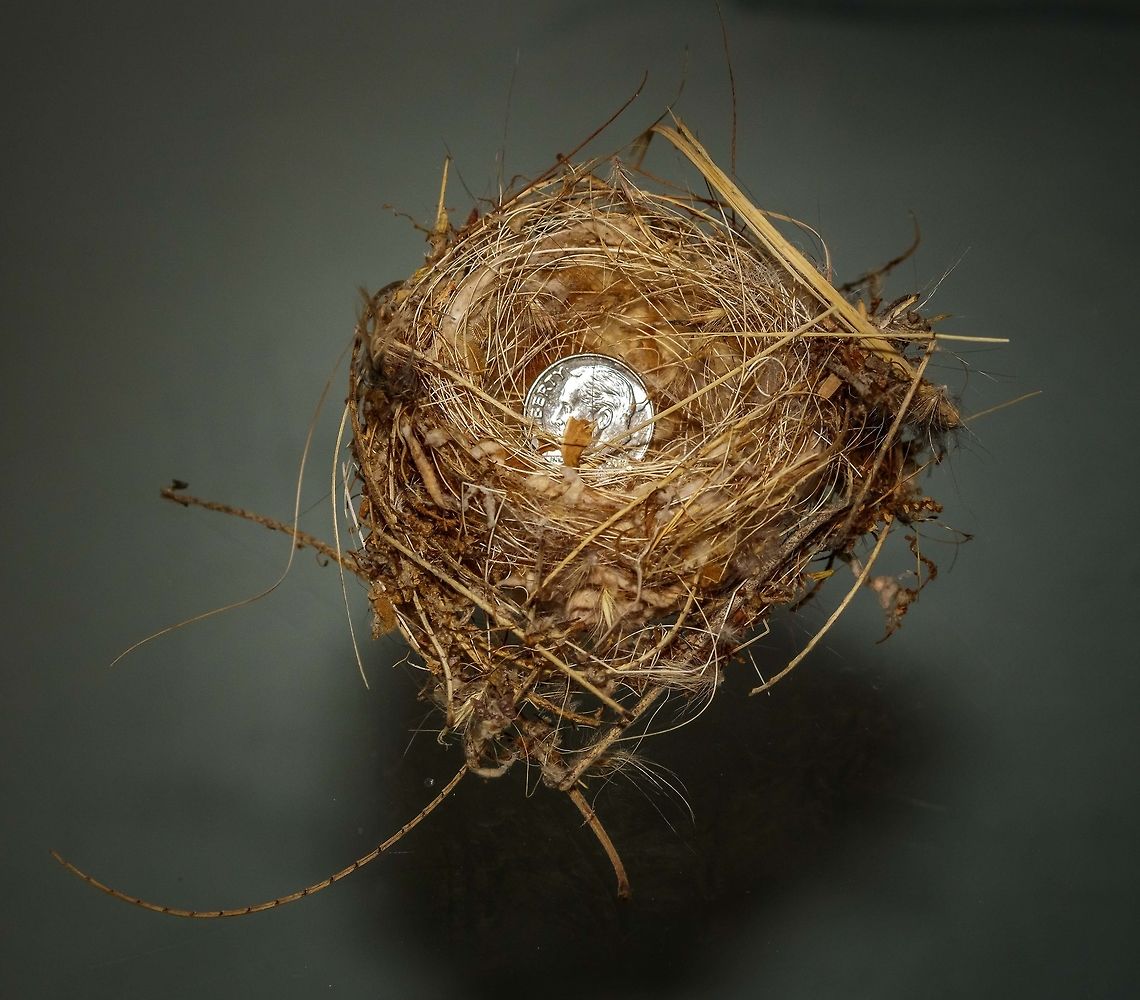 Golden Finch Nest Found this while cleaning up my yard this morning on the ground. Looks like it was not put in service or the parents have impeccable nesting hygiene. My bet is that it was not used or the eggs where taken early on. We have a lot of predators that love pillaging nests in the desert. Based on its size and the breeding birds in this area i believe it to be a golden finch nest. Could also be a tit. Geotagged,Spring,United States