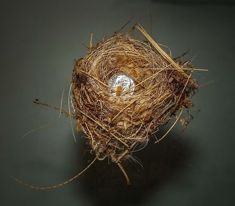 Golden Finch Nest Found this while cleaning up my yard this morning on the ground. Looks like it was not put in service or the parents have impeccable nesting hygiene. My bet is that it was not used or the eggs where taken early on. We have a lot of predators that love pillaging nests in the desert. Based on its size and the breeding birds in this area i believe it to be a golden finch nest. Could also be a tit. Geotagged,Spring,United States