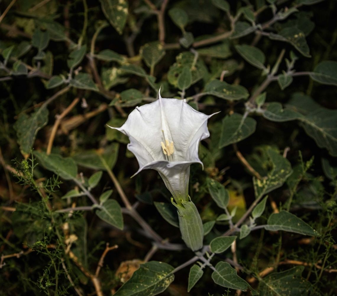 Hallucinogenic Several of the images logged in this species are miss identified. Innoxia have 10 points on their bloom. Others that have 5 are most likely Jimson or Datura stramonium. Datura inoxia,Downy Thorn Apple,Geotagged,Spring,United States
