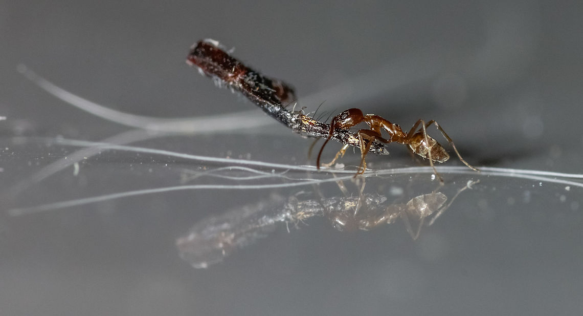 Dark Rover Ant Okay, not 100% on species. Worked hard at trying to get this identified. Funny thing is I have a small infestation of these. Have been working hard at trying to keep them from entering the house naturally. The local pest control companies (I do not use them) also identified it as a Rover Ant. Brachymyrmex patagonicus,Geotagged,Spring,United States