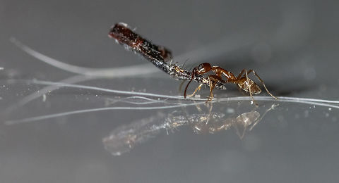 Dark Rover Ant Okay, not 100% on species. Worked hard at trying to get this identified. Funny thing is I have a small infestation of these. Have been working hard at trying to keep them from entering the house naturally. The local pest control companies (I do not use them) also identified it as a Rover Ant. Brachymyrmex patagonicus,Geotagged,Spring,United States