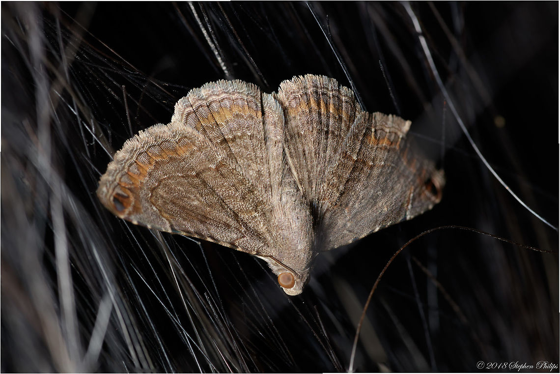 mocis?? Haven't been able to ID this one. A little help would be appreciated. Unfortunately this moth was buried in a horses mane and I didn't notice one strand going across its eye and head. Love the texture! Geotagged,Spring,United States