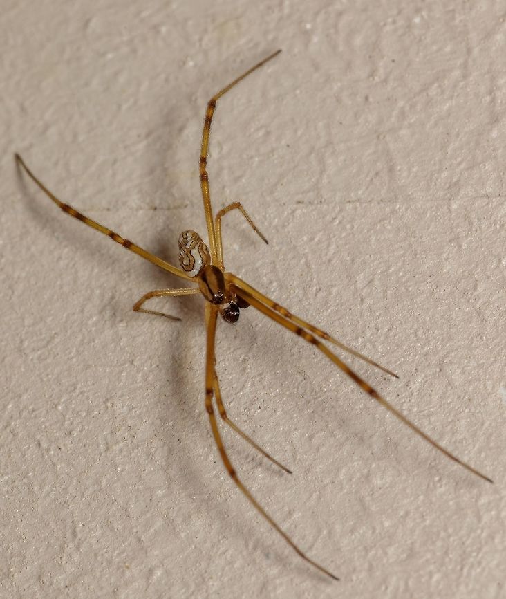 Male Version I had no idea this was the male western black widow spider. I was pleasantly surprised when I found out. Great mandibles on this guy!<br />
<br />
Mandible view: <figure class="photo"><a href="https://www.jungledragon.com/image/61363/male_western_black_widow.html" title="Male western black widow"><img src="https://s3.amazonaws.com/media.jungledragon.com/images/2428/61363_thumb.jpg?AWSAccessKeyId=05GMT0V3GWVNE7GGM1R2&Expires=1770854410&Signature=asrPZ3ra4D0f17odgYmqN2FKdAA%3D" width="146" height="152" alt="Male western black widow A different view of the mandibles.<br />
<br />
Full image: https://www.jungledragon.com/image/61362/male_version.html<br />
 Geotagged,Latrodectus hesperus,Spring,United States,Western black widow spider" /></a></figure><br />
 Geotagged,Latrodectus hesperus,Spring,United States,Western black widow spider
