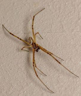 Male Version I had no idea this was the male western black widow spider. I was pleasantly surprised when I found out. Great mandibles on this guy!

Mandible view: https://www.jungledragon.com/image/61363/male_western_black_widow.html
 Geotagged,Latrodectus hesperus,Spring,United States,Western black widow spider