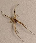 Male Version I had no idea this was the male western black widow spider. I was pleasantly surprised when I found out. Great mandibles on this guy!<br />
<br />
Mandible view: https://www.jungledragon.com/image/61363/male_western_black_widow.html<br />
Geotagged,Latrodectus hesperus,Spring,United States,Western black widow spider