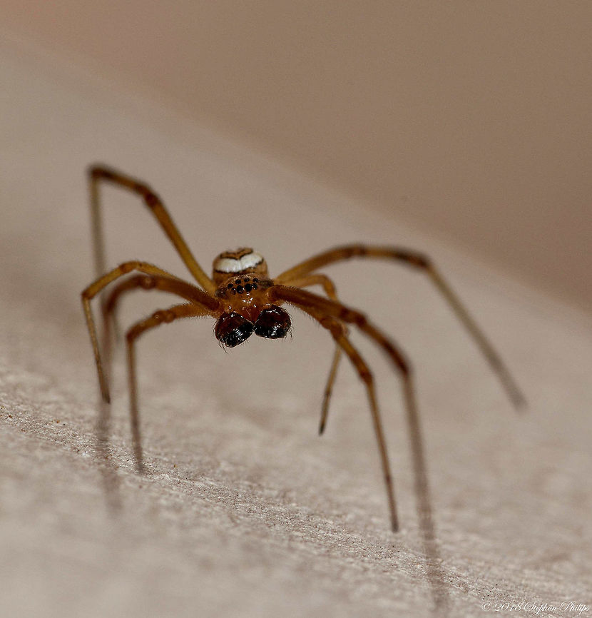 Male western black widow A different view of the mandibles.<br />
<br />
Full image: <figure class="photo"><a href="https://www.jungledragon.com/image/61362/male_version.html" title="Male Version"><img src="https://s3.amazonaws.com/media.jungledragon.com/images/2428/61362_thumb.jpg?AWSAccessKeyId=05GMT0V3GWVNE7GGM1R2&Expires=1769040010&Signature=YKq%2FND0tUF3ASjloAM95Lo6j3LU%3D" width="130" height="152" alt="Male Version I had no idea this was the male western black widow spider. I was pleasantly surprised when I found out. Great mandibles on this guy!<br />
<br />
Mandible view: https://www.jungledragon.com/image/61363/male_western_black_widow.html<br />
 Geotagged,Latrodectus hesperus,Spring,United States,Western black widow spider" /></a></figure><br />
 Geotagged,Latrodectus hesperus,Spring,United States,Western black widow spider