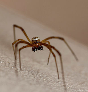 Male western black widow A different view of the mandibles.

Full image: https://www.jungledragon.com/image/61362/male_version.html
 Geotagged,Latrodectus hesperus,Spring,United States,Western black widow spider