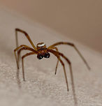 Male western black widow A different view of the mandibles.<br />
<br />
Full image: https://www.jungledragon.com/image/61362/male_version.html<br />
 Geotagged,Latrodectus hesperus,Spring,United States,Western black widow spider