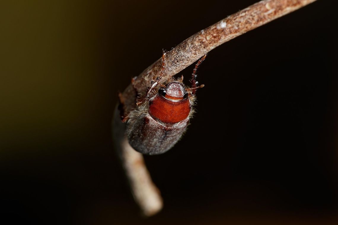 Masked Chafers This little guy was sure trying to hide from my flash and any light I tried to put it in. They are primarily nocturnal but man was it a busy little dude trying to get a clean shot.<br />
<br />
Reference: <a href="https://bugguide.net/node/view/1435085" rel="nofollow">https://bugguide.net/node/view/1435085</a> Cyclocephala melanocephala,Geotagged,Spring,United States