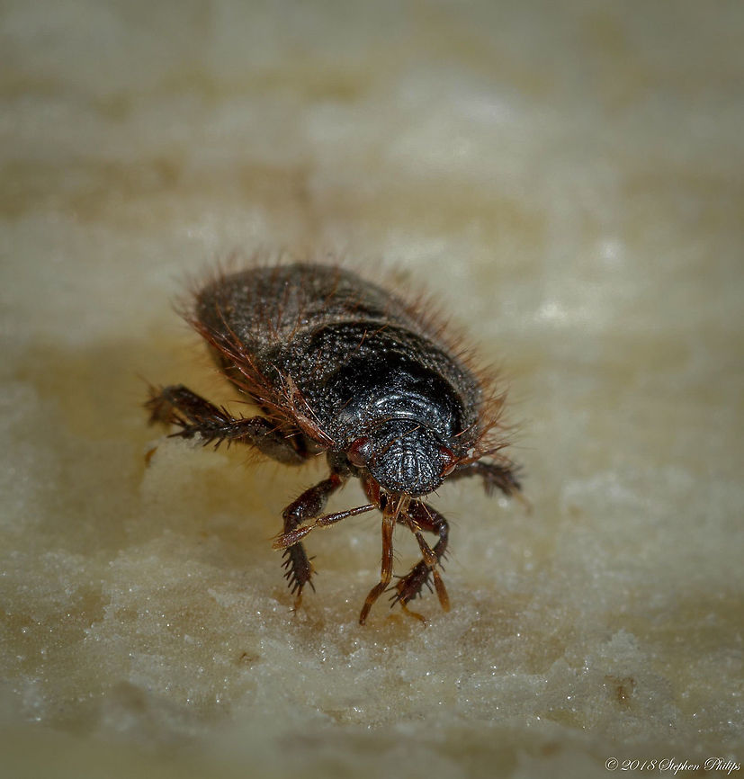 Stumped on this one Probably some Cydnidae<br />
<figure class="photo"><a href="https://www.jungledragon.com/image/61403/beetle-2.html" title="beetle-2"><img src="https://s3.amazonaws.com/media.jungledragon.com/images/2428/61403_thumb.jpg?AWSAccessKeyId=05GMT0V3GWVNE7GGM1R2&Expires=1759968010&Signature=R5pcn%2Fi3F%2BSPK78TBhm2Y%2BvvYxI%3D" width="200" height="134" alt="beetle-2 for id purposes only Geotagged,Spring,United States" /></a></figure> Cydnidae,Geotagged,Spring,United States,true bug