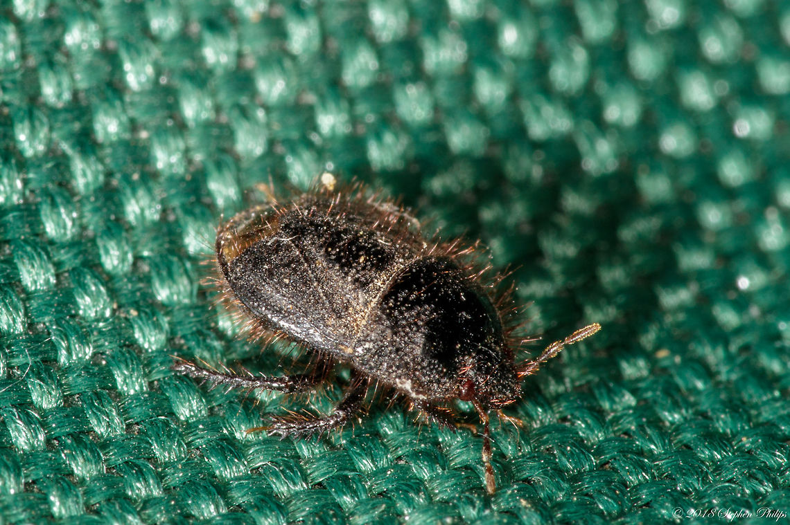 beetle-2 for id purposes only Geotagged,Spring,United States