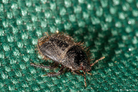 beetle-2 for id purposes only Geotagged,Spring,United States