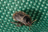 beetle-2 for id purposes only Geotagged,Spring,United States