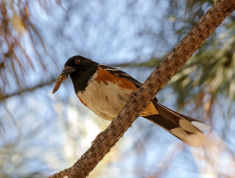 Spotted Towhee Male Spotted Towhees have jet-black upperparts and throat; their wings and back are spotted bright white. The flanks are warm rufous and the belly is white. Females have the same pattern but are grayish brown where males are black. In flight, look for white corners to the black tail.

Spotted Towhees hop over the ground beneath dense tangles of shrubs, scratching in leaf litter for food. They also climb into lower branches to search for insects and fruits, or to deliver their quick, buzzy song. Towhees can fly long distances, but more often make short, slow flights between patches of cover.
 Geotagged,Pipilo maculatus,Spotted towhee,Spring,United States