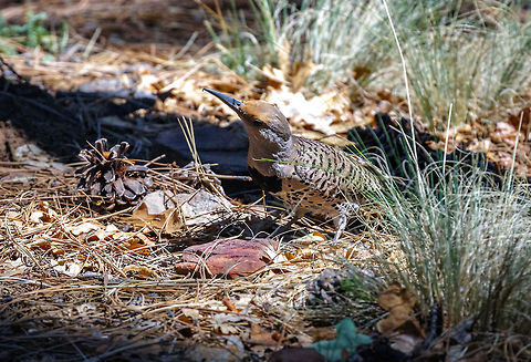 Gilded Flicker In its color pattern, this bird combines some elements from both the Yellow-shafted and Red-shafted forms of Northern Flicker. However, it is slightly smaller than either, and it lives in the lowlands of the southwest -- mainly in the desert, where it nests in holes in giant saguaro cactus. In a few places, Gilded Flickers overlap in breeding range with Red-shafted Flickers at middle elevations (Sonoita Creek near Patagonia, Arizona, is one good example). In such places, the Red-shafted and Gilded flickers interbreed freely, producing a summer population that is nearly all hybrids. Colaptes chrysoides,Geotagged,Gilded flicker,Spring,United States