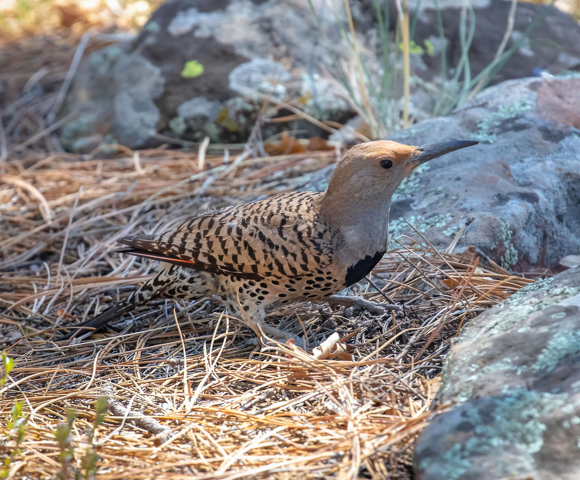 In better light In its color pattern, this bird combines some elements from both the Yellow-shafted and Red-shafted forms of Northern Flicker. However, it is slightly smaller than either, and it lives in the lowlands of the southwest -- mainly in the desert, where it nests in holes in giant saguaro cactus. In a few places, Gilded Flickers overlap in breeding range with Red-shafted Flickers at middle elevations (Sonoita Creek near Patagonia, Arizona, is one good example). In such places, the Red-shafted and Gilded flickers interbreed freely, producing a summer population that is nearly all hybrids. Colaptes chrysoides,Geotagged,Gilded flicker,Spring,United States