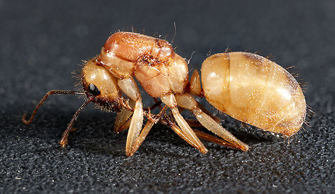 dealate queen I found this queen on the wall of my living room. After much research I can only come to one conclusion: An exhausted, post mated, and wingless queen. Brachymyrmex patagonicus,Geotagged,Summer,United States