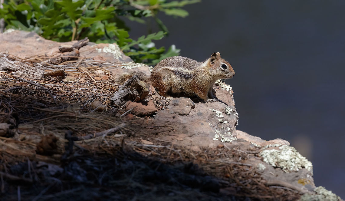 Squirrel Fun little guys that run around the high desert mountains in Arizona/Colorado/New Mexico/California. Ammospermophilus harrisii,Geotagged,Golden-mantled ground squirrel,Spring,United States
