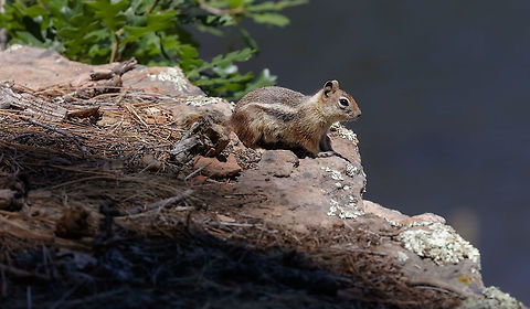Squirrel Fun little guys that run around the high desert mountains in Arizona/Colorado/New Mexico/California. Ammospermophilus harrisii,Geotagged,Golden-mantled ground squirrel,Spring,United States