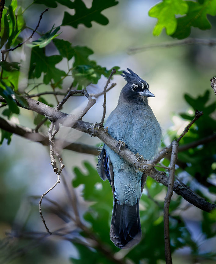 Steller's Blue Jay A large, dark jay of evergreen forests in the mountainous West. Steller&rsquo;s Jays are common in forest wildernesses but are also fixtures of campgrounds, parklands, and backyards, where they are quick to spy bird feeders as well as unattended picnic items. When patrolling the woods, Steller&rsquo;s Jays stick to the high canopy, but you&rsquo;ll hear their harsh, scolding calls if they&rsquo;re nearby. Graceful and almost lazy in flight, they fly with long swoops on their broad, rounded wings.<br />
 Cyanocitta stelleri,Geotagged,Spring,Stellers jay,United States