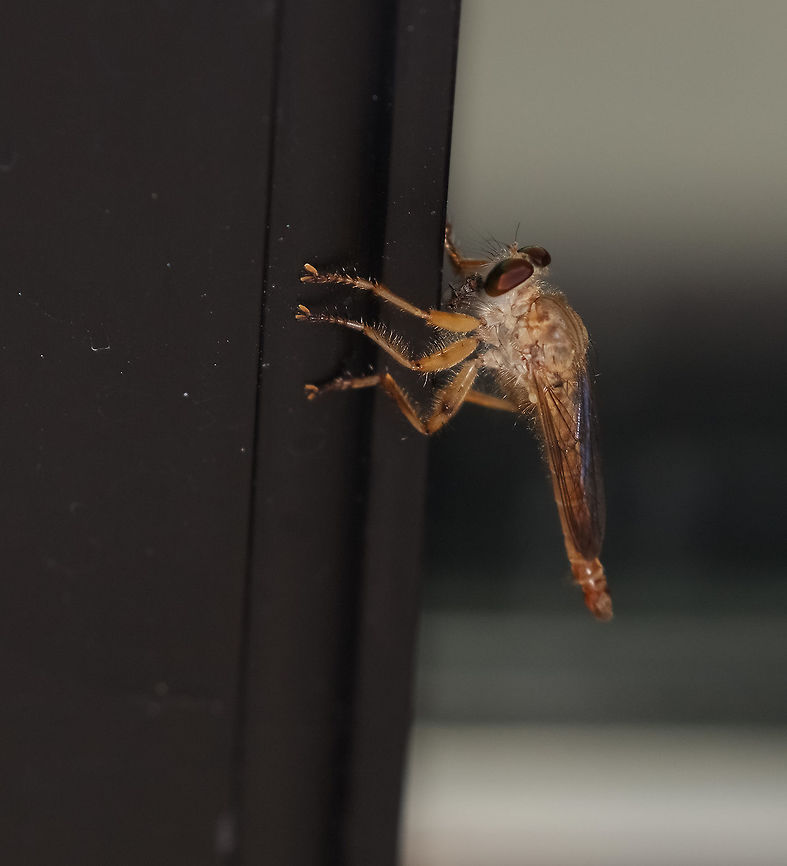 Giant Robber fly nibbling on a small house fly. Geotagged,Promachus giganteus,Summer,United States