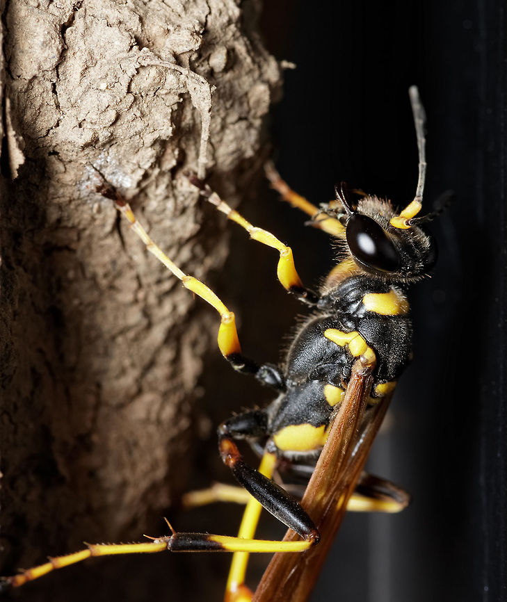 Mud Dauber Beautiful wasp that is not overly protective of nest although can sting one would have to be pretty aggressive in handling it to be attacked. Fairly mild for a wasp that looks so menacing as this one. Great coloring and tough looking build. Black and yellow mud dauber,Geotagged,Sceliphron caementarium,Summer,United States