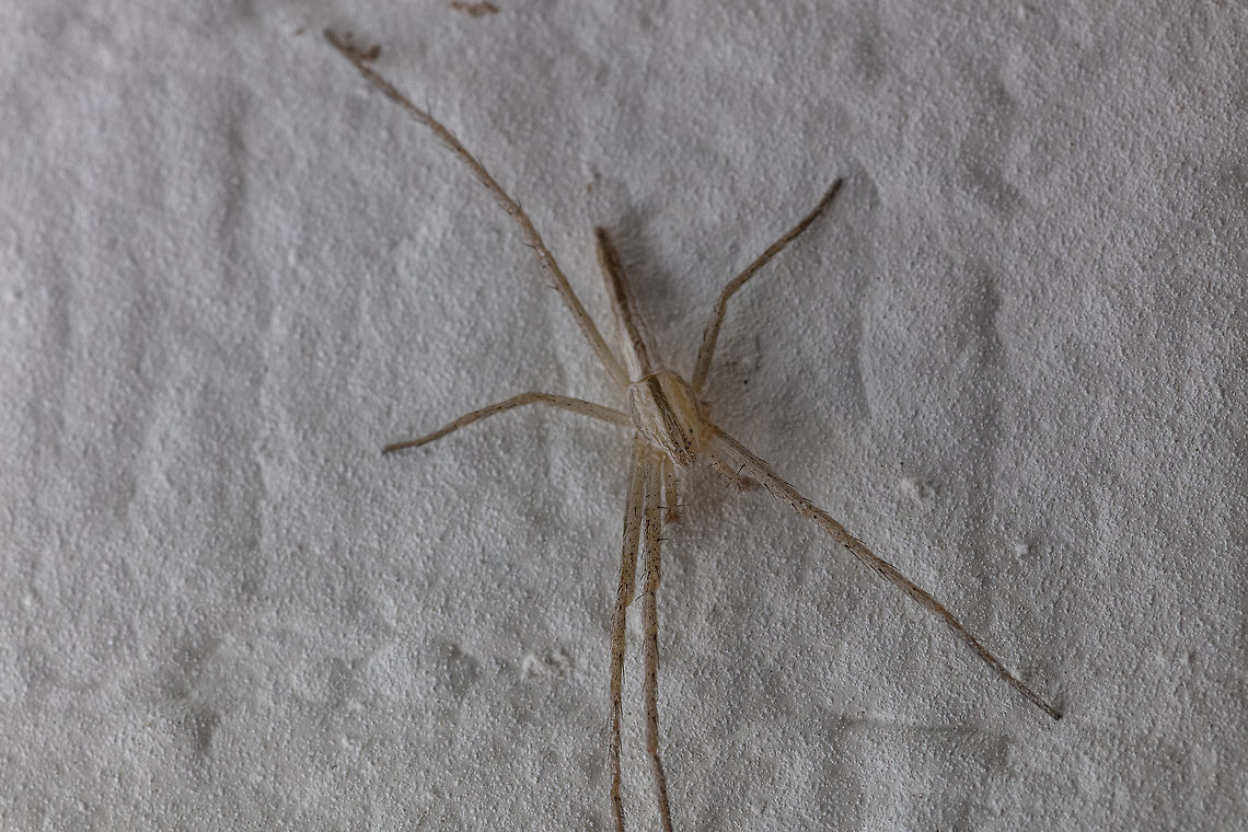 Slender Crab Spider Having a little trouble IDing this guy. Obviously it probably lost a couple of legs in a fight or molting. Strange long abdomen. Initially I thought southern house spider but ab doesn&#039;t line up... male recluse same issue... Geotagged,Summer,Tibellus oblongus,United States