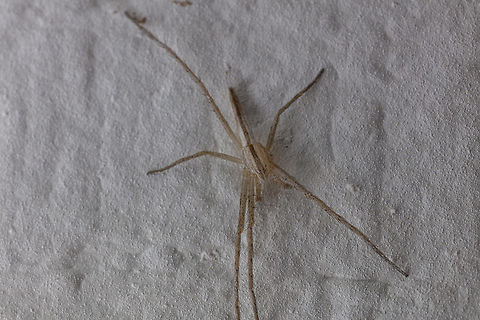 Slender Crab Spider Having a little trouble IDing this guy. Obviously it probably lost a couple of legs in a fight or molting. Strange long abdomen. Initially I thought southern house spider but ab doesn't line up... male recluse same issue... Geotagged,Summer,Tibellus oblongus,United States