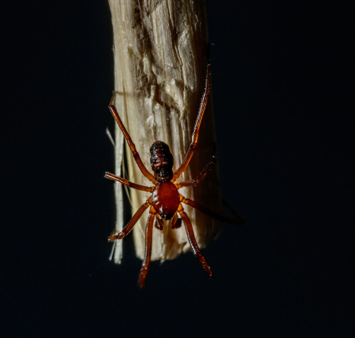 Male Amaurobius ferox Second opinion on species ID please!<br />
<br />
Running into some struggles on ID's lately. The abdomen may be shrunken due to dehydration or starvation??<br />
<br />
Image two:<br />
<br />
<a href="https://www.jungledragon.com/image/62243" rel="nofollow">https://www.jungledragon.com/image/62243</a> Amaurobius ferox,Geotagged,Summer,United States
