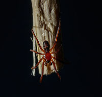 Male Amaurobius ferox Second opinion on species ID please!<br />
<br />
Running into some struggles on ID's lately. The abdomen may be shrunken due to dehydration or starvation??<br />
<br />
Image two:<br />
<br />
https://www.jungledragon.com/image/62243 Amaurobius ferox,Geotagged,Summer,United States