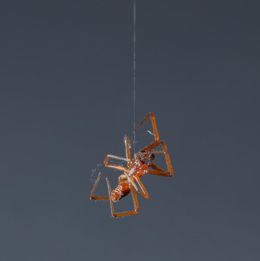 Same as previous unknown Don&#039;t know if this will offer any help but posted it just in case.<br />
<br />
<figure class="photo"><a href="https://www.jungledragon.com/image/62242/male_amaurobius_ferox.html" title="Male Amaurobius ferox"><img src="https://s3.amazonaws.com/media.jungledragon.com/images/2428/62242_thumb.jpg?AWSAccessKeyId=05GMT0V3GWVNE7GGM1R2&Expires=1767225610&Signature=slje7lTuld7HbytXS7EpxQf53%2Bo%3D" width="200" height="192" alt="Male Amaurobius ferox Second opinion on species ID please!<br />
<br />
Running into some struggles on ID&#039;s lately. The abdomen may be shrunken due to dehydration or starvation??<br />
<br />
Image two:<br />
<br />
https://www.jungledragon.com/image/62243 Amaurobius ferox,Geotagged,Summer,United States" /></a></figure> Geotagged,Summer,United States