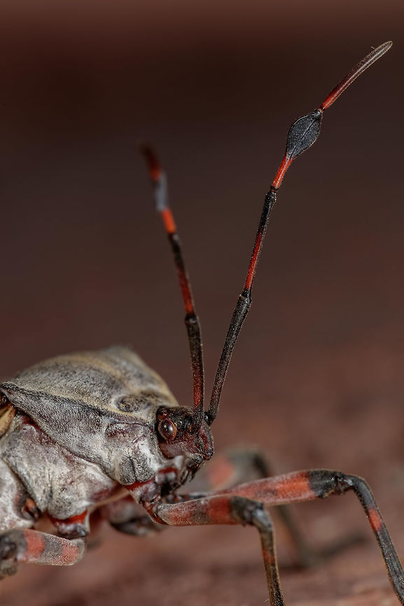 Headshot Fantastic bug with an interesting plate of armor behind its head. Almost looks like it could retract its head like a turtle in defense. Geotagged,Summer,Thasus neocalifornicus,United States,giant mesquite bug