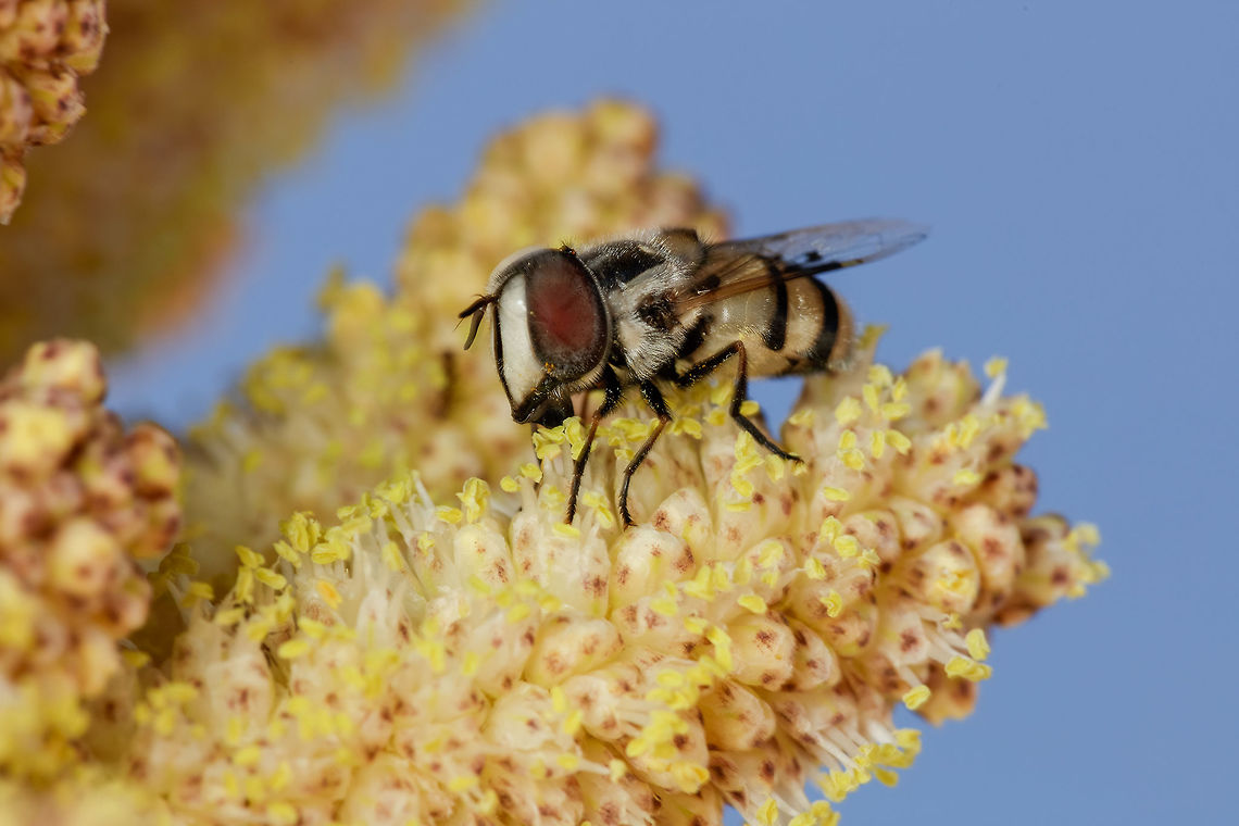 Syrphid Fly Wow! This was hard to ID. Not sure why but took me hours to figure this one out. Thanks to bug guide! <a href="https://www.jungledragon.com/image/62380" rel="nofollow">https://www.jungledragon.com/image/62380</a> Copestylum fornax,Geotagged,Summer,United States,fornax