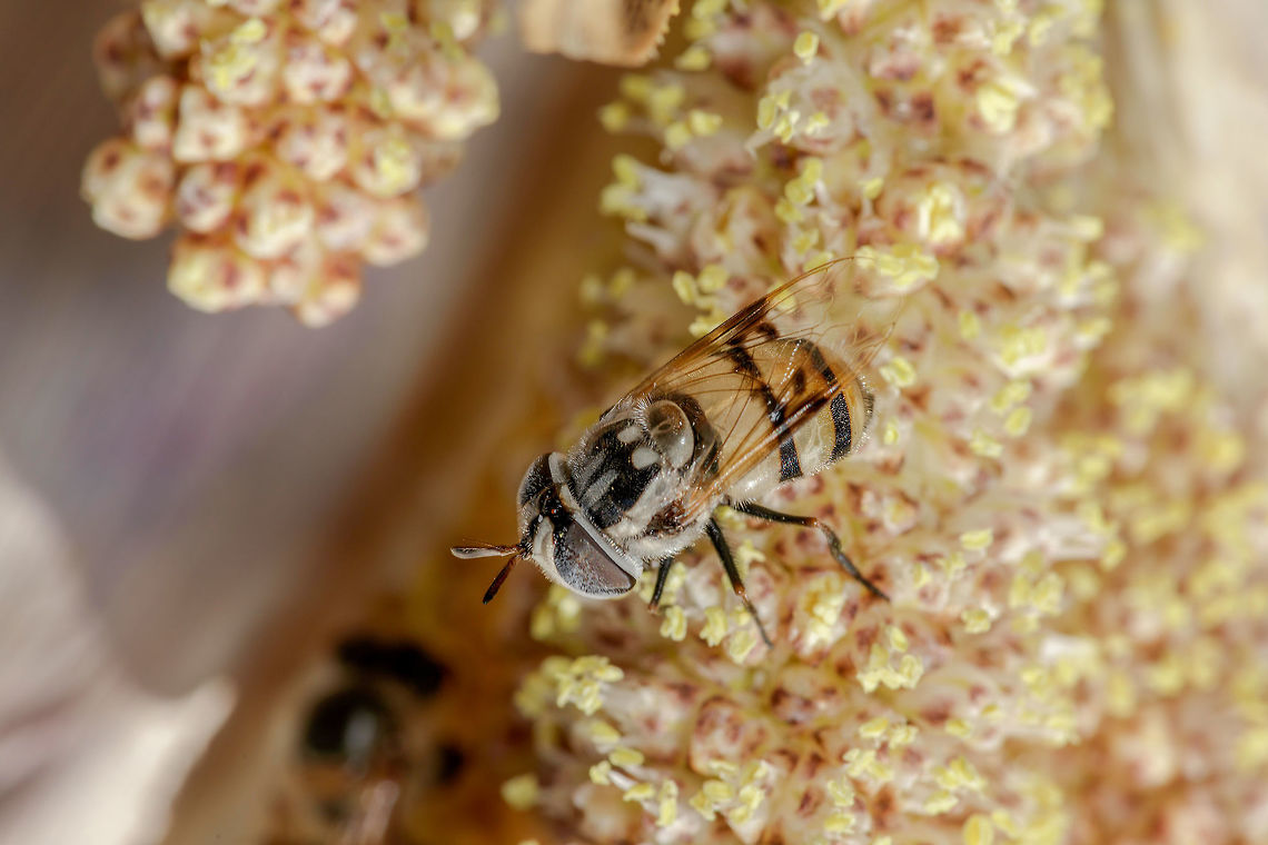 Fly II Second shot<br />
<figure class="photo"><a href="https://www.jungledragon.com/image/62376/syrphid_fly.html" title="Syrphid Fly"><img src="https://s3.amazonaws.com/media.jungledragon.com/images/2428/62376_thumb.jpg?AWSAccessKeyId=05GMT0V3GWVNE7GGM1R2&Expires=1769040010&Signature=Pro%2FTmAUsModdQVEslb%2FrMcJ3Rs%3D" width="200" height="134" alt="Syrphid Fly Wow! This was hard to ID. Not sure why but took me hours to figure this one out. Thanks to bug guide! https://www.jungledragon.com/image/62380 Copestylum fornax,Geotagged,Summer,United States,fornax" /></a></figure> Copestylum fornax,Geotagged,Summer,United States,fornax