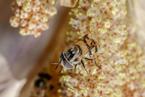 Fly II Second shot
https://www.jungledragon.com/image/62376/syrphid_fly.html Copestylum fornax,Geotagged,Summer,United States,fornax