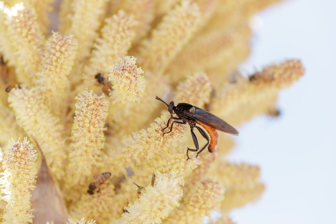 Mydas Fly Amongst a large group of honey bees this fly was a very active and ambitious feeder.<br />
<br />
The Mydidae (alternative spelling Mydaidae), or Mydas flies, are a cosmopolitan family of flies. It is a small family, with about 471 species described. They are generally large in size, including the largest known fly, Gauromydas heros (syn. Mydas heros). Many of the species, in addition to their large size, are mimics of stinging hymenopterans, especially wasps. Most mydids are found in arid and semiarid regions of the world, but they are also found in other habitats. Geotagged,Mydas ventralis,Summer,United States,ventralis