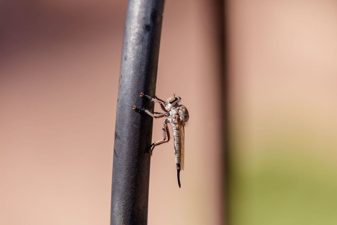 Efferia tricella "robber fly" Efferia tricella is a species of robber flies in the family Asilidae. Efferia tricella,Geotagged,Summer,United States,robber fly,tricella
