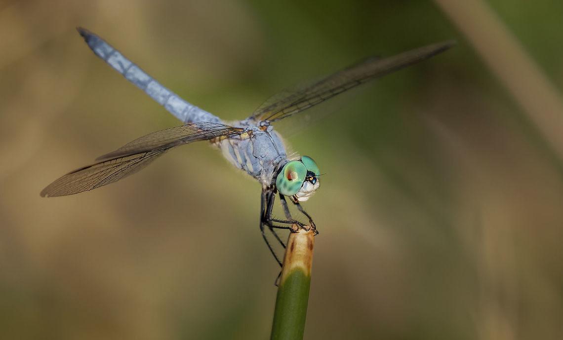 Blue Dasher Male hanging out in the desert next to a manmade pond on a golf course Blue dasher,Geotagged,Pachydiplax longipennis,Summer,United States