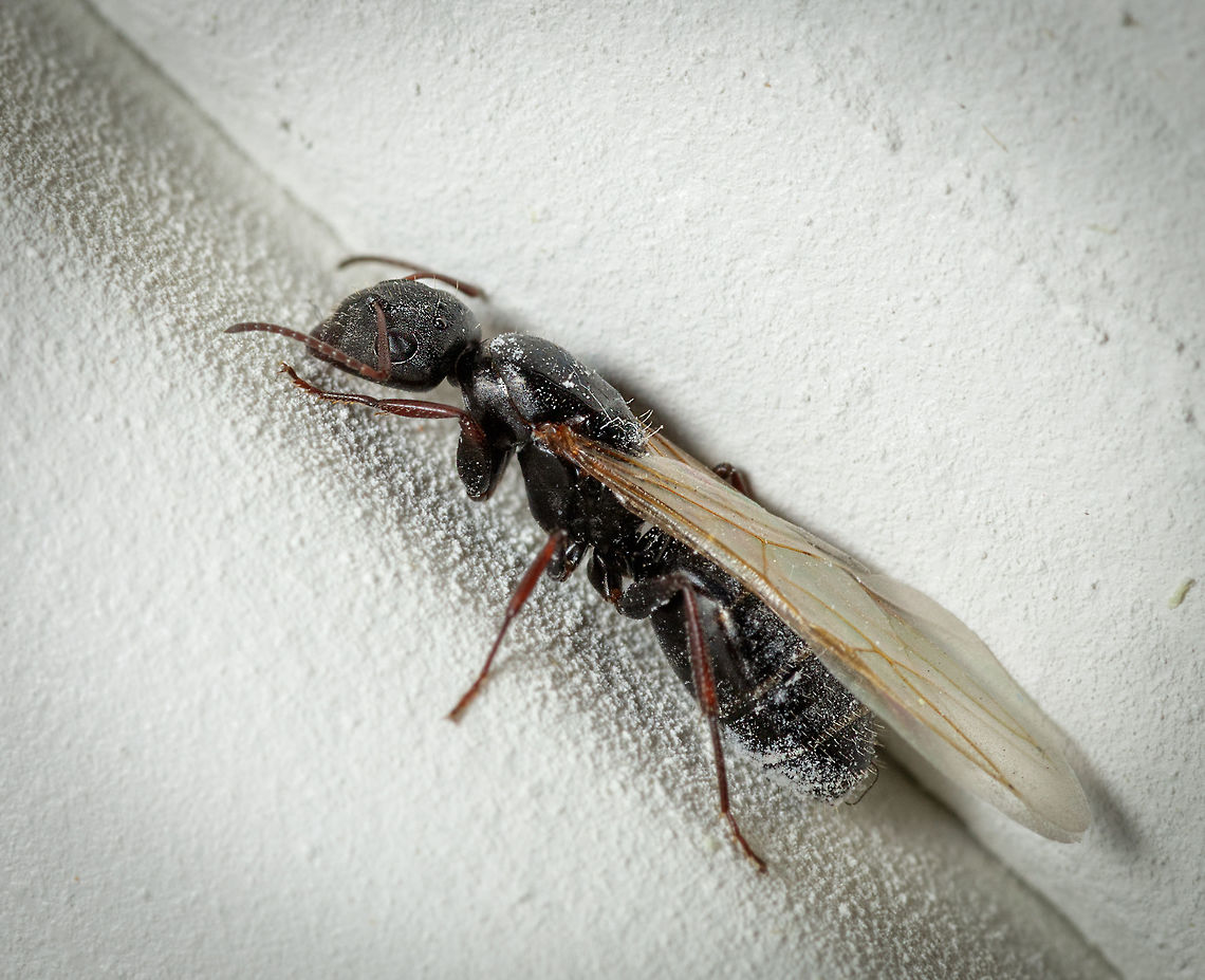 Male Breeding The male breeder completes the three image set of this ant family. Brachymyrmex patagonicus,Geotagged,Summer,United States