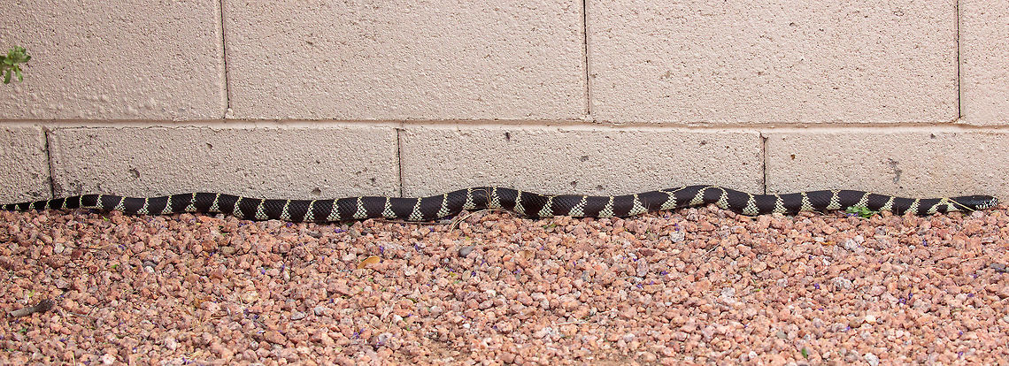 King Snake Not a great comp or setting but this guy was being very shy and moving fast so I snapped what I could get.<br />
<br />
DESCRIPTION: A large (up to 1,422 mm or 56" in total length) snake with markings that vary depending on the location/subspecies (see subspecies descriptions below). Base coloration is black or very dark brown. Over most of its range in Arizona it has white rings. In southeastern Arizona it is marked with yellow speckles on the sides and thin yellow bands across the back. Solid black specimens are occasionally encountered in extreme southern Arizona along the border with Mexico. The scales are smooth and shiny and the pupils are round. <br />
<br />
DISTRIBUTION: This snake is found across most of the state. It is absent from Arizona's higher mountains and the high elevations of Mogollon Rim country. In Arizona it ranges in elevation from near sea level at Yuma to about 6,000'.<br />
<br />
HABITAT: In Arizona the Common Kingsnake is found in biotic communities ranging from the desertscrubs, through the grasslands, and into the lower reaches of Madrean Evergreen Woodland and Great Basin Conifer Woodland. It seems to be most abundant in areas near water such as riparian corridors, large drainages, agriculture and orchards, mesquite bosques, and grasslands. It is less commonly encountered in open and dry desert areas. <br />
<br />
BEHAVIOR: This ground-dweller is primarily diurnal in spring and fall and nocturnal during the hot summer months. It hibernates during the cold months of late fall and winter. When captured or persistently harassed it may roll into a ball with its head hidden within the coils. <br />
<br />
DIET: This is a powerful constrictor that preys on snakes (including rattlesnakes), mice, rats, lizards, amphibians, reptile eggs, small turtles, and birds.<br />
<br />
REPRODUCTION: Mating takes place in spring and a clutch of up to 24 eggs is laid in late spring or early summer. Hatchlings begin to emerge in August. <br />
<br />
SUBSPECIES FOUND IN AZ:<br />
CALIFORNIA KINGSNAKE Lampropeltis getula californiae. This subspecies is black or dark brown and has 21 to 45 white bands. The bands become wider on the lower sides. The snout and face are usually marked with small white blotches. <br />
WESTERN BLACK KINGSNAKE Lampropeltis getula nigrita. This subspecies is solid black. Some individuals have isolated small white speckles. <br />
DESERT KINGSNAKE Lampropeltis getula splendida. This subspecies has yellow speckles and patches on the sides and 45 to 95 thin yellow bands across the back. The snout and face are usually marked with small yellow blotches.<br />
 California kingsnake,Geotagged,Lampropeltis getula,Lampropeltis getula californiae,Summer,United States,getula