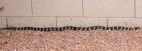 King Snake Not a great comp or setting but this guy was being very shy and moving fast so I snapped what I could get.

DESCRIPTION: A large (up to 1,422 mm or 56" in total length) snake with markings that vary depending on the location/subspecies (see subspecies descriptions below). Base coloration is black or very dark brown. Over most of its range in Arizona it has white rings. In southeastern Arizona it is marked with yellow speckles on the sides and thin yellow bands across the back. Solid black specimens are occasionally encountered in extreme southern Arizona along the border with Mexico. The scales are smooth and shiny and the pupils are round. 

DISTRIBUTION: This snake is found across most of the state. It is absent from Arizona's higher mountains and the high elevations of Mogollon Rim country. In Arizona it ranges in elevation from near sea level at Yuma to about 6,000'.

HABITAT: In Arizona the Common Kingsnake is found in biotic communities ranging from the desertscrubs, through the grasslands, and into the lower reaches of Madrean Evergreen Woodland and Great Basin Conifer Woodland. It seems to be most abundant in areas near water such as riparian corridors, large drainages, agriculture and orchards, mesquite bosques, and grasslands. It is less commonly encountered in open and dry desert areas. 

BEHAVIOR: This ground-dweller is primarily diurnal in spring and fall and nocturnal during the hot summer months. It hibernates during the cold months of late fall and winter. When captured or persistently harassed it may roll into a ball with its head hidden within the coils. 

DIET: This is a powerful constrictor that preys on snakes (including rattlesnakes), mice, rats, lizards, amphibians, reptile eggs, small turtles, and birds.

REPRODUCTION: Mating takes place in spring and a clutch of up to 24 eggs is laid in late spring or early summer. Hatchlings begin to emerge in August. 

SUBSPECIES FOUND IN AZ:
CALIFORNIA KINGSNAKE Lampropeltis getula californiae. This subspecies is black or dark brown and has 21 to 45 white bands. The bands become wider on the lower sides. The snout and face are usually marked with small white blotches. 
WESTERN BLACK KINGSNAKE Lampropeltis getula nigrita. This subspecies is solid black. Some individuals have isolated small white speckles. 
DESERT KINGSNAKE Lampropeltis getula splendida. This subspecies has yellow speckles and patches on the sides and 45 to 95 thin yellow bands across the back. The snout and face are usually marked with small yellow blotches.
 California kingsnake,Geotagged,Lampropeltis getula,Lampropeltis getula californiae,Summer,United States,getula