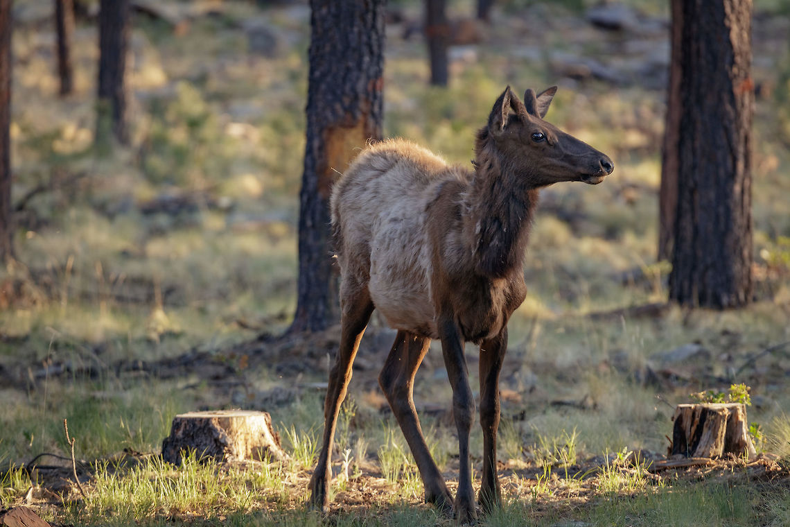 Young Male This is the first year of this young males life but is already growing its antlers. This was taken in the exact area that the below information is referring to in an effort that haas paid off big to repopulate this area in Arizona.<br />
<br />
Before European settlers migrated to North America, there were an estimated 10 million elk spread through every part of the continent except the Great Basin Desert and the Southern coastal plains. Because of settler expansion and market hunting, the total North American elk population had dwindled to about 90,000 by 1922 and about 40,000 of those were concentrated in the Yellowstone Park area. In 1913, 83 elk from Yellowstone were transplanted in Arizona near Chevelon Lake in the Arizona White Mountains region. Even with harvesting via licensed hunting, today the Arizona elk population has grown to about 35,000.<br />
<br />
A large bull elk can weigh up to 1,200 pounds but average from 600 to 800 pounds and an adult cow will range from 450 to 600 pounds.  Cervus canadensis,Elk