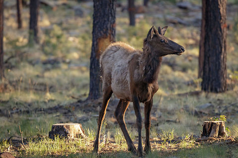 Young Male This is the first year of this young males life but is already growing its antlers. This was taken in the exact area that the below information is referring to in an effort that haas paid off big to repopulate this area in Arizona.

Before European settlers migrated to North America, there were an estimated 10 million elk spread through every part of the continent except the Great Basin Desert and the Southern coastal plains. Because of settler expansion and market hunting, the total North American elk population had dwindled to about 90,000 by 1922 and about 40,000 of those were concentrated in the Yellowstone Park area. In 1913, 83 elk from Yellowstone were transplanted in Arizona near Chevelon Lake in the Arizona White Mountains region. Even with harvesting via licensed hunting, today the Arizona elk population has grown to about 35,000.

A large bull elk can weigh up to 1,200 pounds but average from 600 to 800 pounds and an adult cow will range from 450 to 600 pounds.  Cervus canadensis,Elk