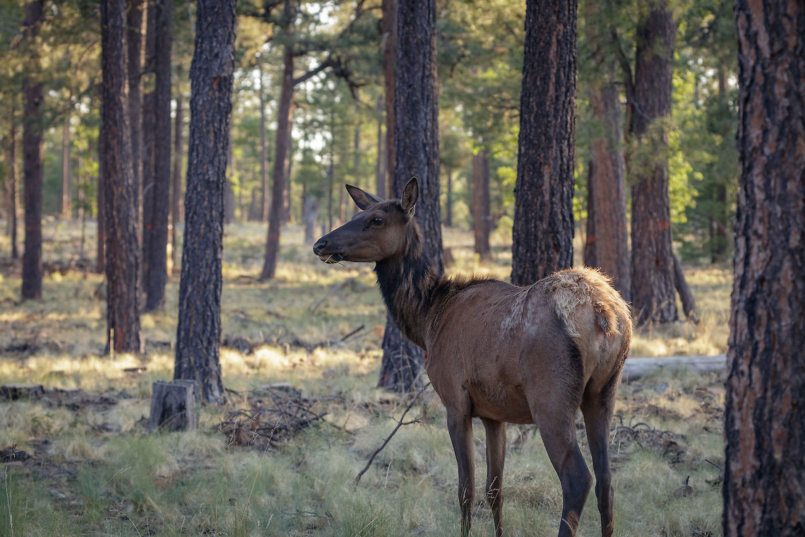 Famale Mom Most likely this is the mother of the young buck posted. Shedding their winter coat and enjoying some springtime grass in the high elevation of the white mountains in Arizona.<br />
<br />
A large bull elk can weigh up to 1,200 pounds but average from 600 to 800 pounds and an adult cow will range from 450 to 600 pounds.  Cervus canadensis,Elk