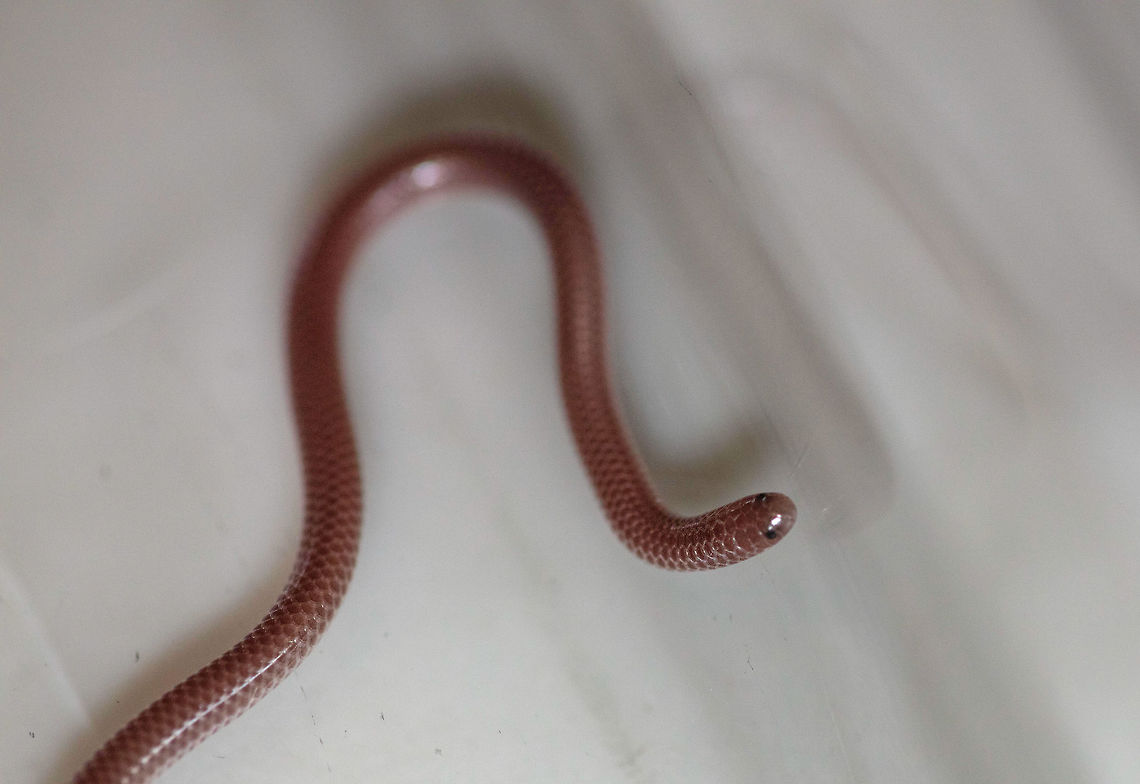 desert threadsnake This little guy (see video links below) got away before I could takes some good pictures.<br />
<br />
<section class="video"><iframe width="448" height="282" src="https://www.youtube-nocookie.com/embed/TRut8fXw5Xs?hd=1&autoplay=0&rel=0" frameborder="0" allowfullscreen></iframe></section> <br />
<br />
Actually it escaped my enclosure and I don't know how he/she did it. Crazy fast when it is on a surface it can actually get some traction on (see video).<br />
<br />
<section class="video"><iframe width="448" height="282" src="https://www.youtube-nocookie.com/embed/7KZ_jjPMQQI?hd=1&autoplay=0&rel=0" frameborder="0" allowfullscreen></iframe></section><br />
<br />
DESCRIPTION: A small (up to 389 mm or 15" in total length), relatively thin, pink, gray, or mauve snake that resembles a shiny earthworm. Both the head and tail are rounded and blunt. The head is not distinct from the neck. The eyes are vestigial and appear as dark spots underneath the ocular scales. Unlike most of our snakes the belly scales of this snake are not enlarged. A small spine protrudes from the end of the tail. There are no teeth in the upper jaw and only a few teeth in the lower jaw. This snake has only one scale between the oculars on the top of the head distinguishing it from the similar looking New Mexico Threadsnake which has three scales between the oculars. <br />
<br />
DISTRIBUTION: This snake is found across western and southern Arizona at elevations ranging from just above sea level near Yuma to over 5,000'. There are populations that may be isolated in the Verde Valley, Sedona, and Walnut Canyon areas. <br />
<br />
HABITAT: Arizona's desertscrub communities, Semidesert Grassland, Interior Chaparral, and the lower reaches of our woodlands are home to this snake. It is usually found below steep mountainous terrain on bajadas, in foothills, canyon bottoms, and low valleys. <br />
<br />
BEHAVIOR: Primarily nocturnal and crepuscular. It spends the majority of its time burrowed underground. It is encountered on the surface crossing roadways on warm spring evenings. It hibernates during the cold months of late fall and winter. When captured this snake exhibits defensive behaviors that include writhing, releasing musk, and poking with its harmless tail spine. <br />
<br />
DIET: The Western Threadsnake forages underground for ants, termites, other small insects, centipedes, and spiders. It locates prey by following ant scent trails to the nest.<br />
<br />
REPRODUCTION: Mating probably takes place in spring. A clutch of up to 8 eggs is laid in summer. This snake sometimes nests communally and females tend to their eggs. <br />
 Geotagged,Leptotyphlops humilis,Summer,United States,humilis