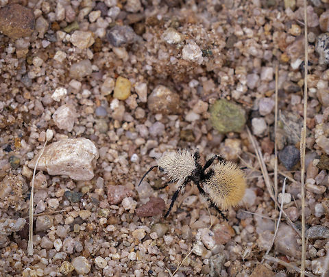 Dasymutilla_eminentia-1 This harmless looking furry little ball of fun packs a powerful sting. In fact it is a wasp that has few predators based on its stinging characteristics.

Despite its name, the Velvet Ant isn't an ant at all! It is a type of wasp. True ants have bent antennae and a twice-constricted waist, unlike velvet ants which retain their wasp-like antennae. They are mainly found in the arid and semi-arid states of the southwestern U.S. and Mexico

This family of wasp is mostly solitary instead of living in nests and in large numbers. Only males have wings and fly, the ground-laden females can deliver a painful sting and should not be trifled with. 

Yellow Velvet Ant larvae are parasitic. Females lay their fertilized wasp eggs in the nest of other bees or wasps. The Yellow Velvet Ant larvae hatch first and then devour the other species' larvae.
Busy female was hard to capture sharply.

For ID purposes: https://bugguide.net/node/view/338767/bgpage

https://www.jungledragon.com/image/62787/dasymutilla_eminentia-2.html Dasymutilla eminentia,Geotagged,Summer,United States,wasp