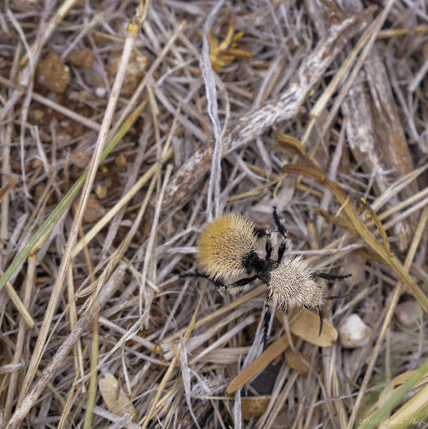 Dasymutilla_eminentia-2 Second angle<br />
 Dasymutilla eminentia,Geotagged,Summer,United States,wasp