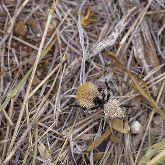 Dasymutilla_eminentia-2 Second angle
 Dasymutilla eminentia,Geotagged,Summer,United States,wasp