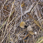 Dasymutilla_eminentia-2 Second angle<br />
Dasymutilla eminentia,Geotagged,Summer,United States,wasp