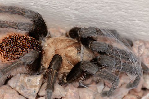 Aphonpelma chalcodes Arizona male tarantula. Aphonopelma chalcodes,Aphonpelma chalcodes,Desert blond tarantula,Geotagged,Summer,Tarantula,United States